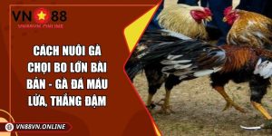 Cách nuôi gà chọi bo lớn