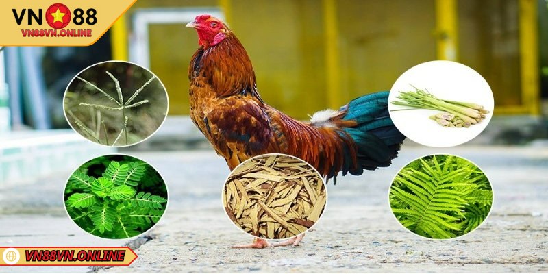Cách nuôi gà chọi bo lớn với chế độ dinh dưỡng phù hợp
