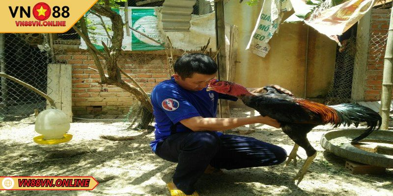 Kỹ thuật chăm sóc chiến kê trong cách nuôi gà chọi bo lớn