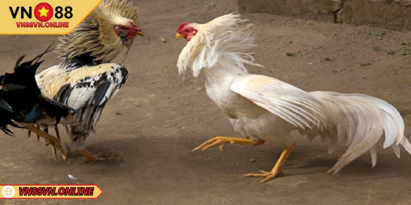 Cách nuôi gà chọi bo lớn qua chọn giống hiệu quả