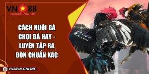 Cách nuôi gà chọi đá hay