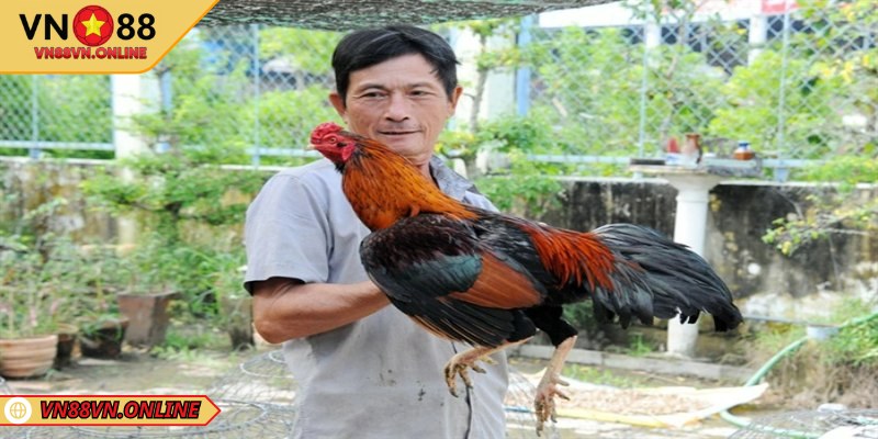 Sơ lược về nuôi gà chọi tại nhà cái