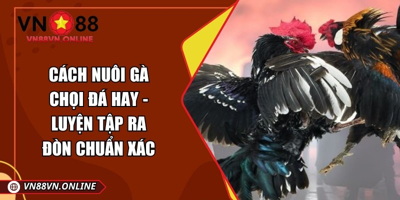 Cách nuôi gà chọi đá hay