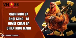 Cách nuôi gà chọi sung
