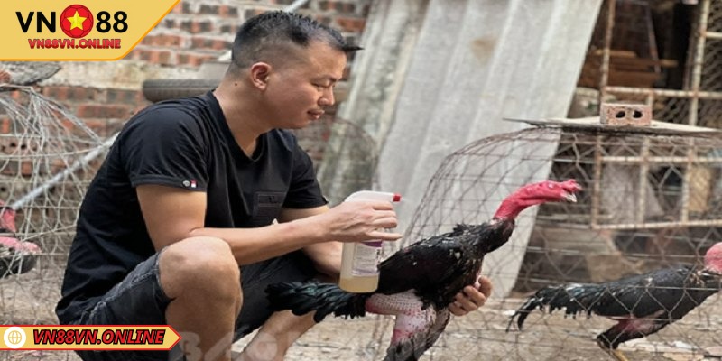 Tầm quan trọng của cách nuôi gà chọi sung