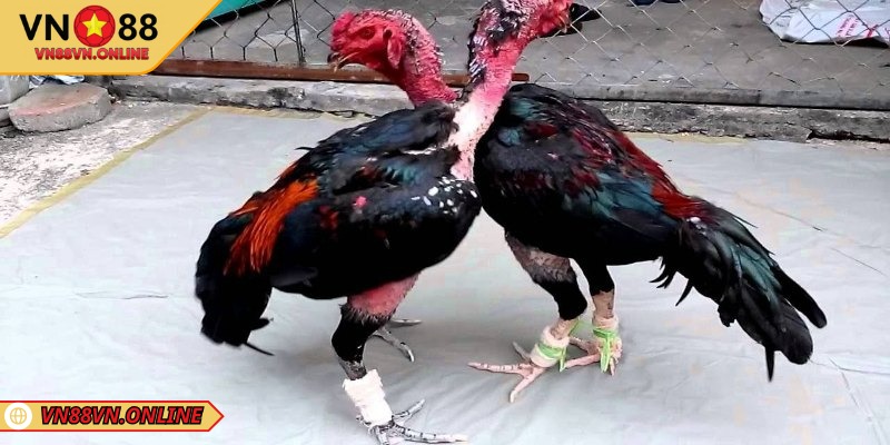 Cách nuôi gà chọi tơ chuẩn nhất