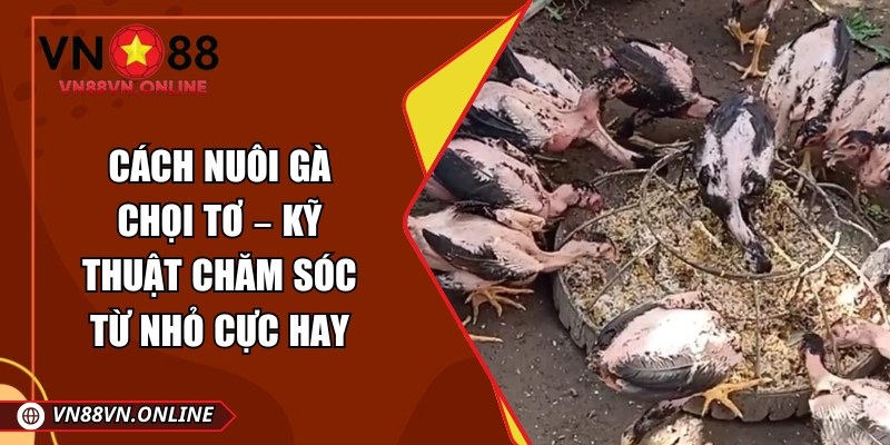 Cách nuôi gà chọi tơ