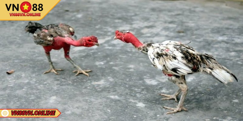 Kỹ năng vần đòn cho chiến kê