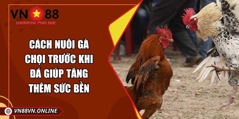 Cách nuôi gà chọi trước khi đá