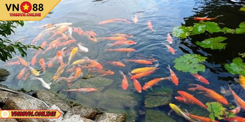 Ý nghĩa khi mơ thấy cá bơi trong nước